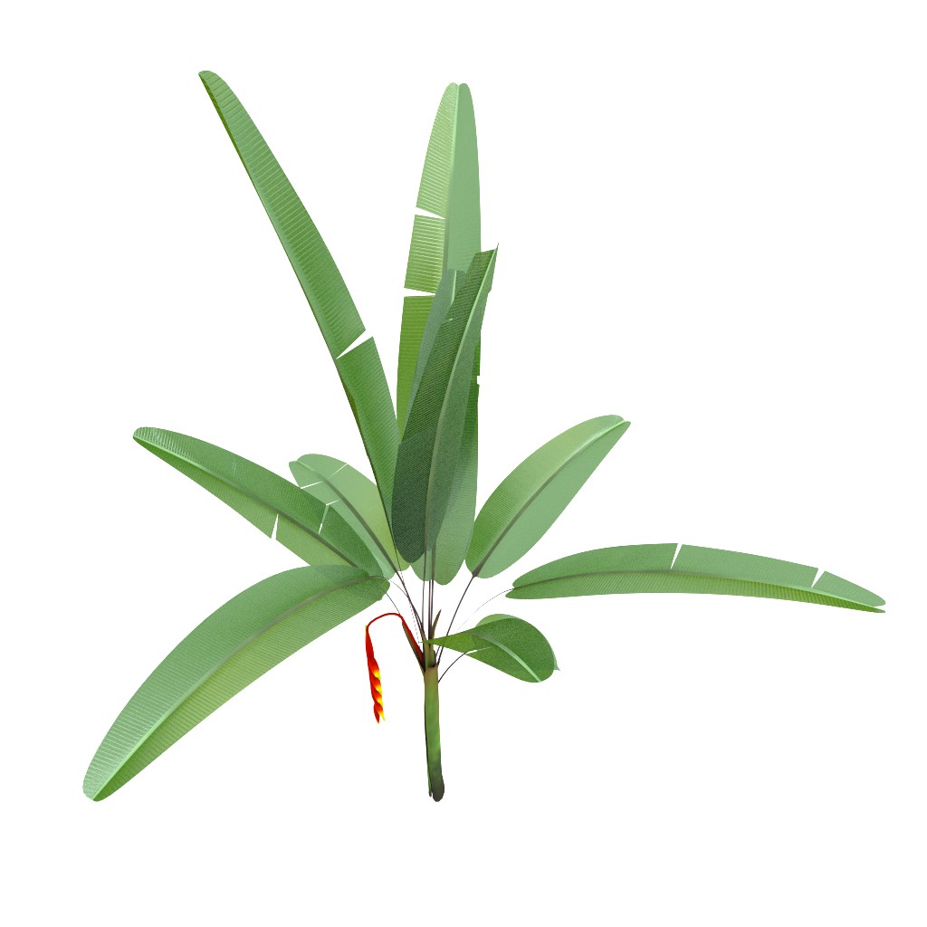 Heliconia preview image 2